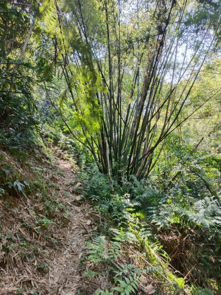 王公坑山血藤花2746276