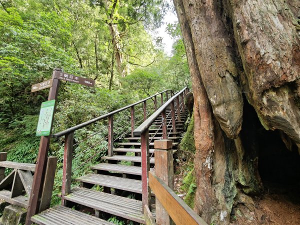 2025_0713 拉拉山神木群步道2837342