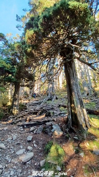 【台中和平】山迢路遠換壯闊山景。 No75百岳雪山東峰xNo2百岳雪山主峰 (兩天兩夜)2347689