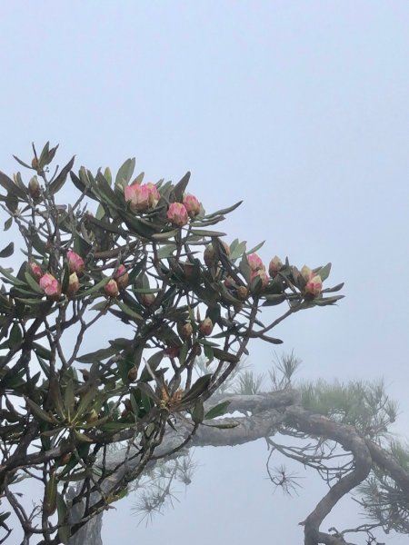 橫嶺山、鳶嘴山O 走1660941