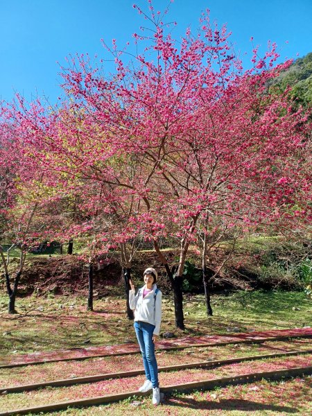 【台中和平】森林步道悠閒走。 八仙山森林遊樂區步道群2784592