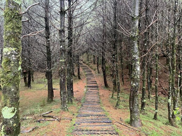 [玉山尋寶任務-02/12] 2025_0727 中之關、天池步道/南橫公路2847626