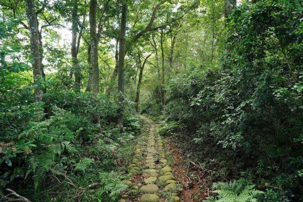 苗栗 長潭坑山、大坑尾山、三角山、雙峰山2598382