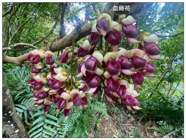 冷埤、粗坑山、血藤之旅