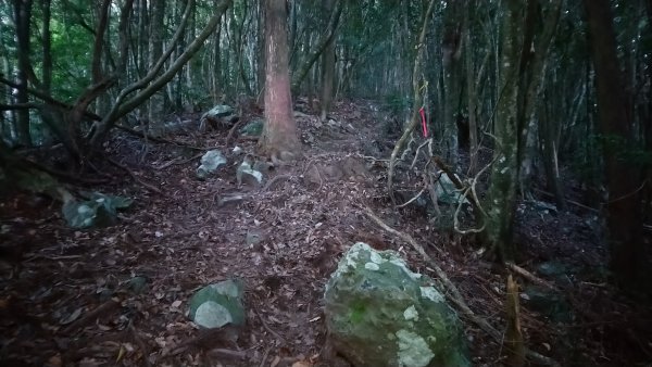 八仙山松鶴線689836