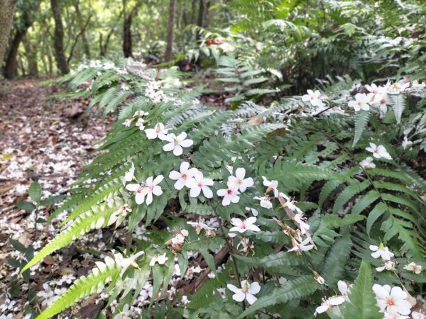 青潭竹林路2巷…青潭尖…新烏路…竹林路2479741