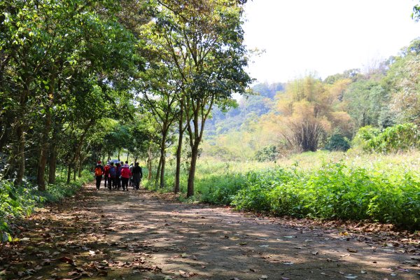 藍天綠意練腳力。 坑內坑森林步道781864