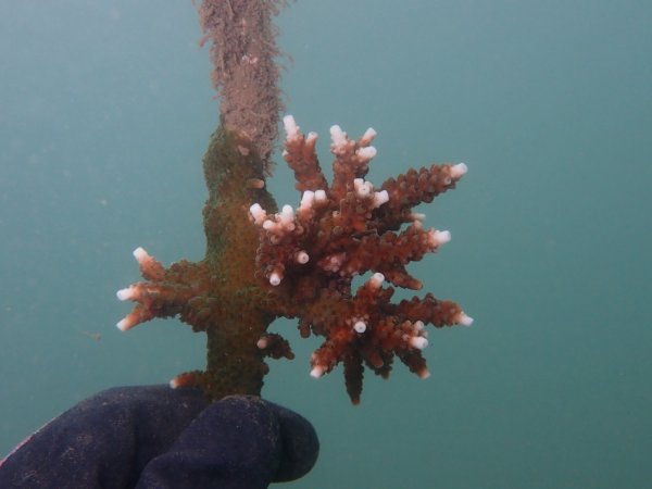 【保育】新北和美漁港珊瑚苗冒新芽 海底生態復育有望