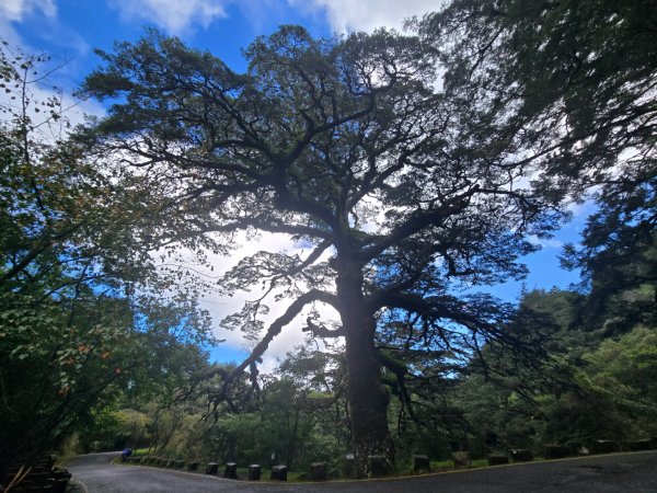 塔塔加步道（大鐵杉登山步道）2883100
