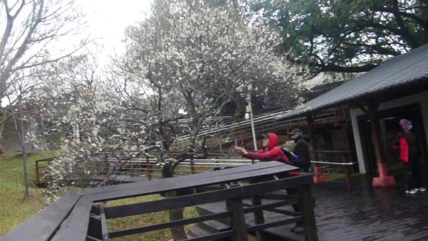 「角板尋梅」為桃園八景之一～角板山公園1238885