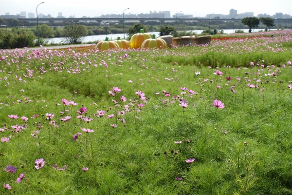 美堤公園花海．中427公園賞櫻1258019