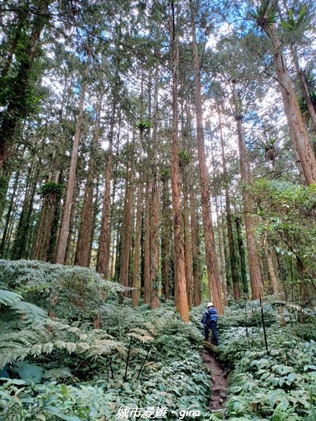 【南投。鹿谷】陡上陡下換美景相送。 小百岳集起來。 編號53小百岳溪頭鳳凰山步道1614363