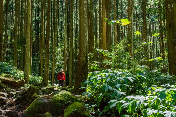 馬武督探索森林2930683