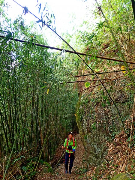 竹林饗宴--瑞太古道登雲戴山順走九芎坪山493580