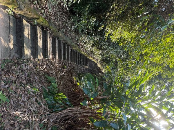 20260110 更寮古道(小百岳-土庫岳)2980764