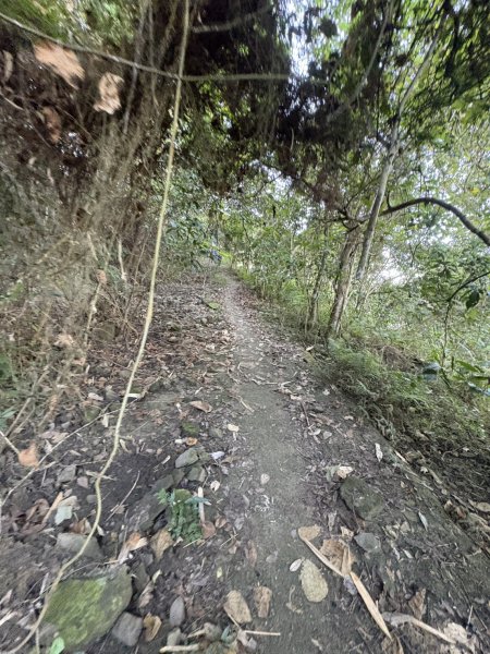 20251123三腳南山登山步道2944440