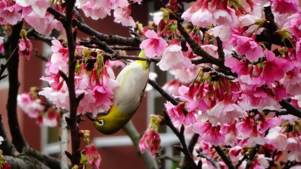 樂活公園櫻花2016481