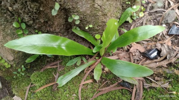 逐鹿卡保山賞一葉蘭2760870