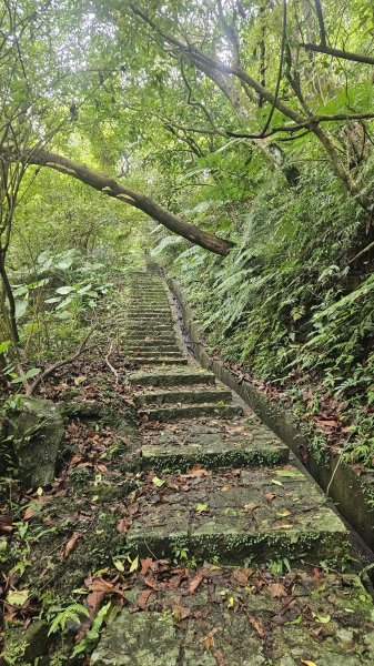 20250722三腦寮北峰-白雲里山-栳寮山(未果)-栳寮東峰2844078