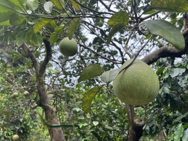 [皮皮獅探險隊-04/10] 2025_0706 三段崎古道2831754