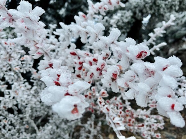 絕美銀白世界 玉山降下今年冬天「初雪」1235938