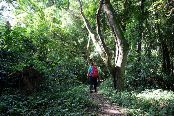 新竹關西鎮 赤柯山四連峰O型2284505