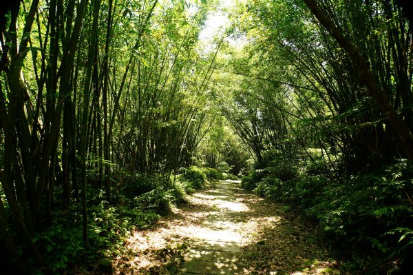 新北 平溪 頂子寮山、五分山3043958