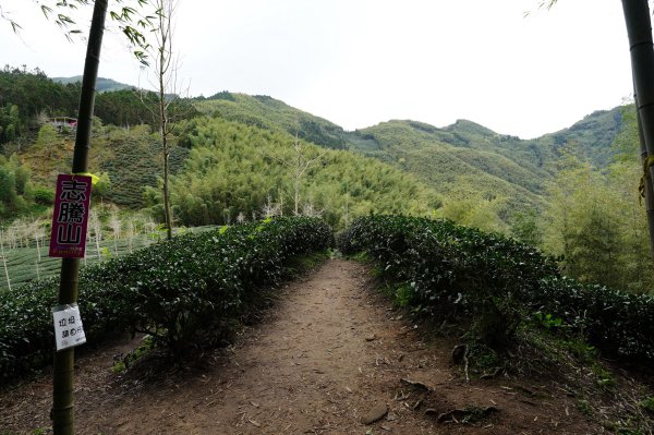 南投 鹿谷 溪頭山、竹崙山、志騰山2730647