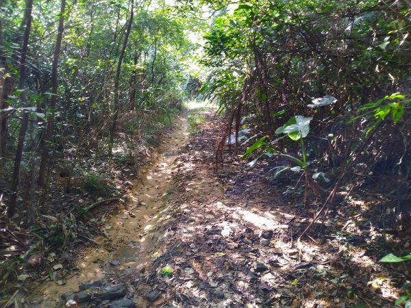 淡蘭古道之嶐嶺古道+舊草嶺隧道O型609523