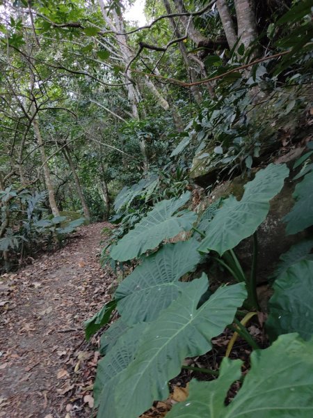 2023.11.30 九份二山2677682