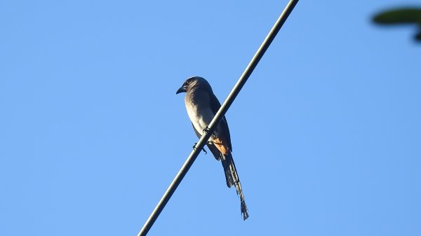 包場槓龜的代價-久違的 #藍腹鷴 公鳥 10/72616254