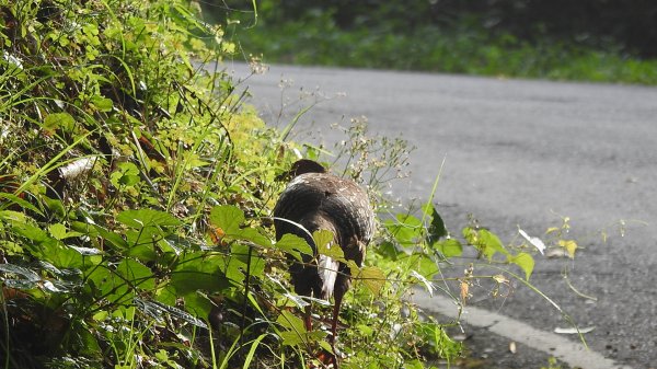 石碇趴趴走追雲趣 #二格山 #雲瀑 #藍腹鷴母鳥 #雲海流瀑 #霧虹 5/172788204