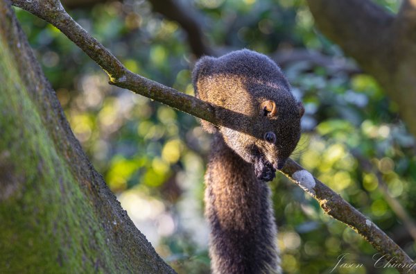 [台北]大崙頭山、碧山巖、忠勇山2746233