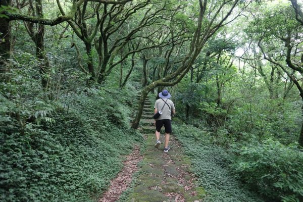 陽明山  菜公坑山 反經石   水車寮步道。林木蓊鬱  豐富的蕨類植披，絕佳避暑古道2174024