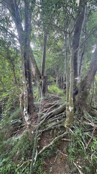 美濃雙溪樹木園（九芎林山2905623