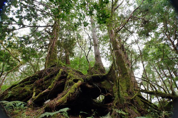 宜蘭 大同 見晴山2890636