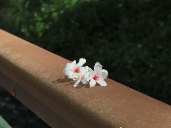 水流東桐花步道1900286