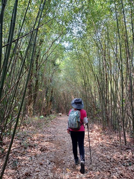 【苗栗大湖】步道多行走在舒適的綠蔭中。 No36小百岳~關刀山步道(出關古道關聖段)2528142