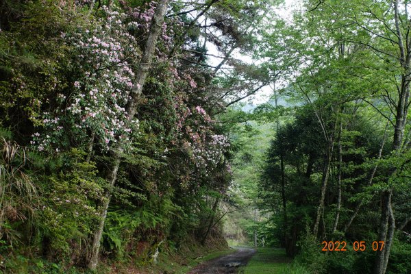 苗栗 泰安 結城山1706114