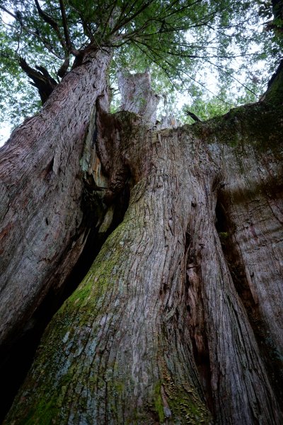 【輕忽】【大安溪神木】2695052