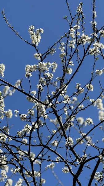 20250215新北投大師岩軍艦岩2718172