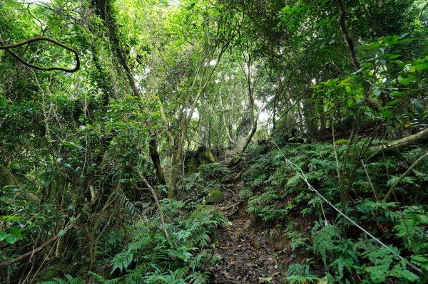 苗栗 大湖 金童山、玉女山、汶水山2806916