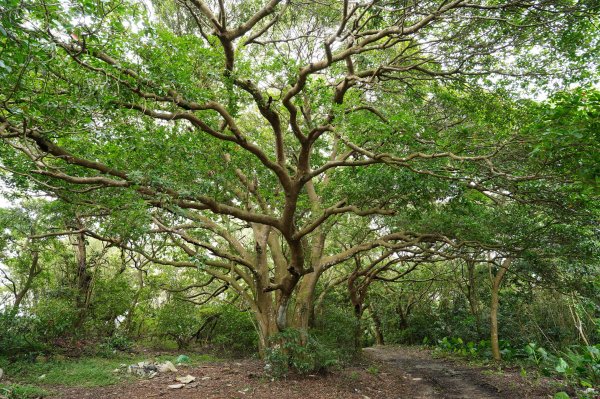 臺北 北投 嘎嘮別山、稻香山、貴子坑山2760553