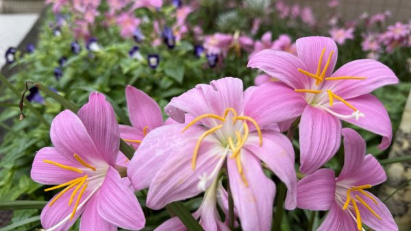 多元化的文山森林公園|天空步道|趣探險之丘|峯花雪月2834958