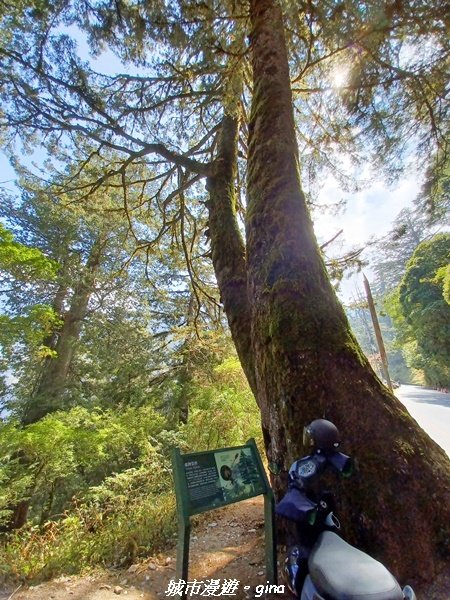 【高雄桃源】朝聖壯闊山景之南橫三星。 編號72百岳~塔關山登山步道2096647