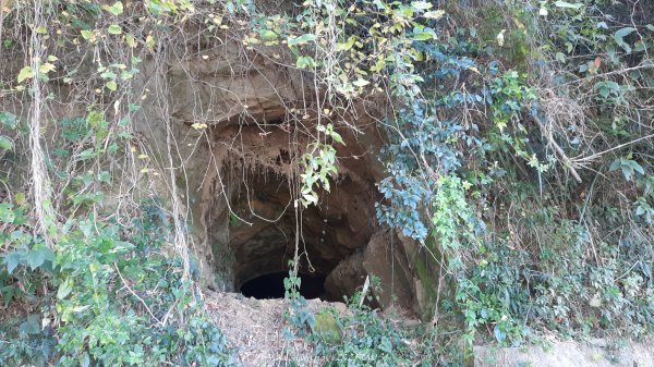 《台中》落雨松季｜石岡挑物古道O繞下情人木橋202501122687614