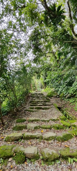 花蓮瑞穗．富源國家森林遊樂區景觀步道202602203013169