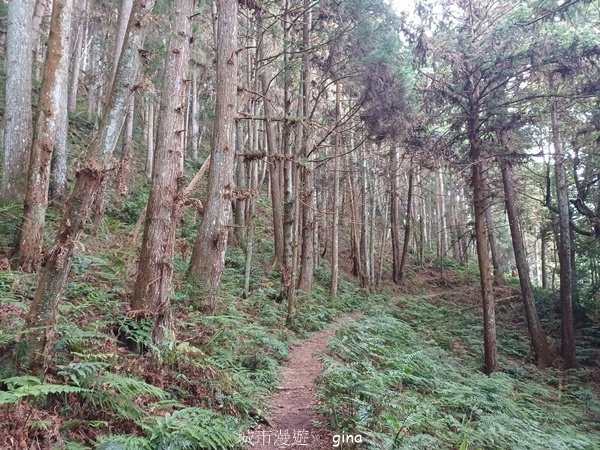 【新竹五峰】迷霧山林。 民都有山登山步道(面托油山)x民都有山北峰2991869