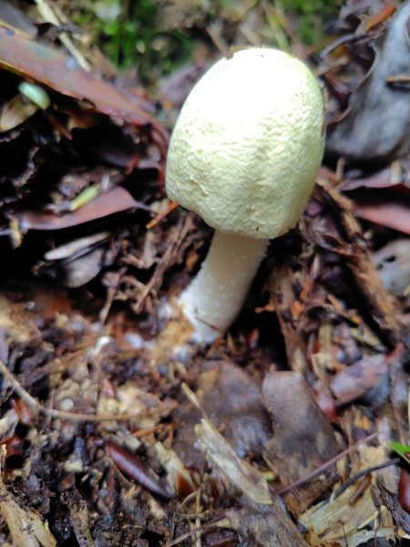 稍來小雪山國家步道、船型山、鞍馬山、鞍馬山東北峰、天池、雪山神木2799729