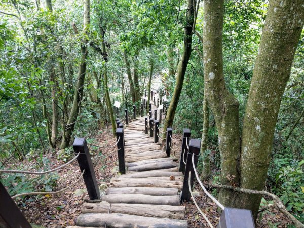 頭嵙山(小百岳#41)大坑4,5,1步道1003708